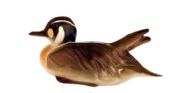Baikal duck 2